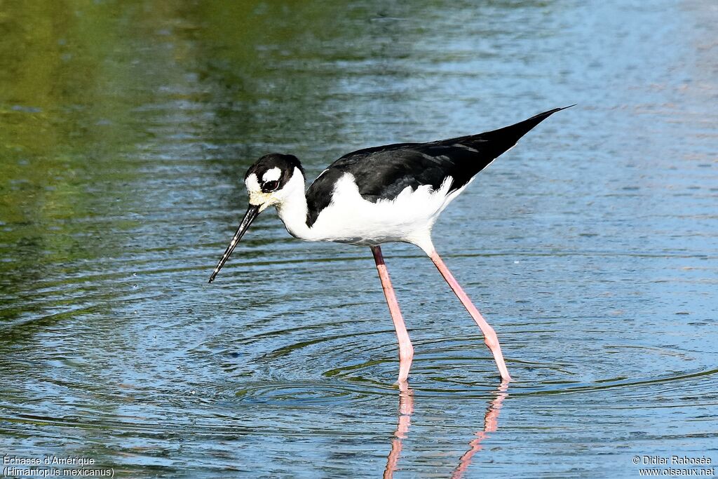 Black-necked Stiltadult