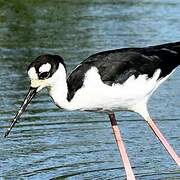 Black-necked Stilt