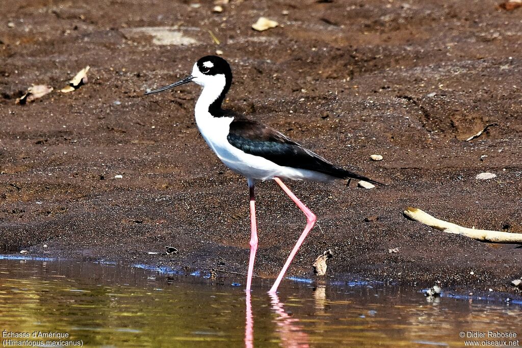 Black-necked Stilt