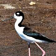 Black-necked Stilt