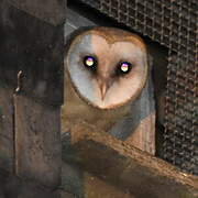 Western Barn Owl