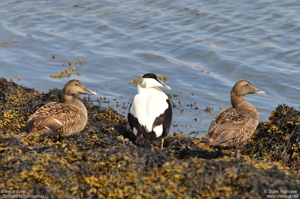 Eider à duvet