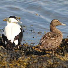 Eider à duvet