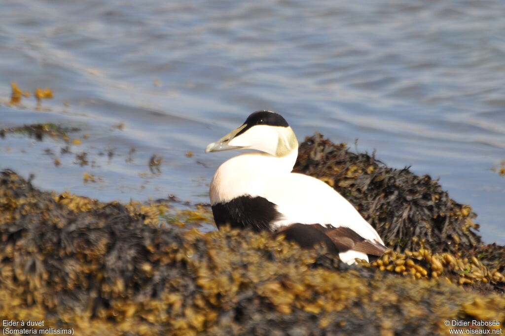 Eider à duvet mâle adulte