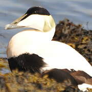 Eider à duvet