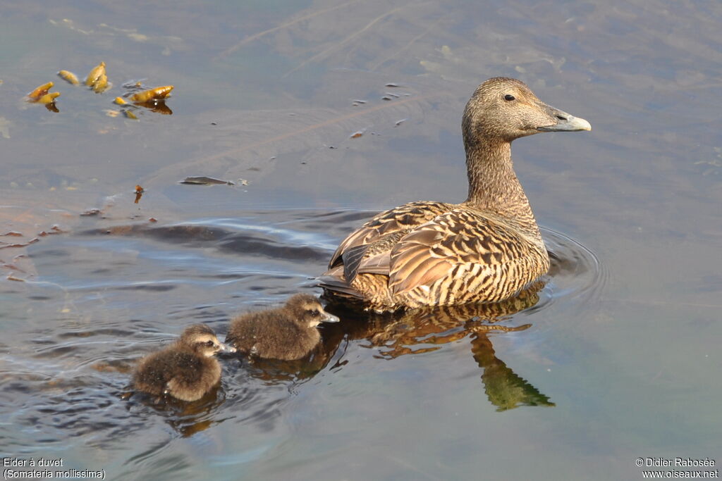 Common Eider female, Reproduction-nesting