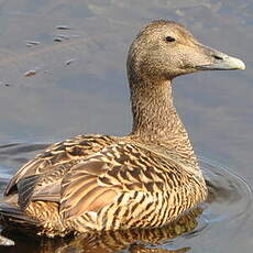 Eider à duvet