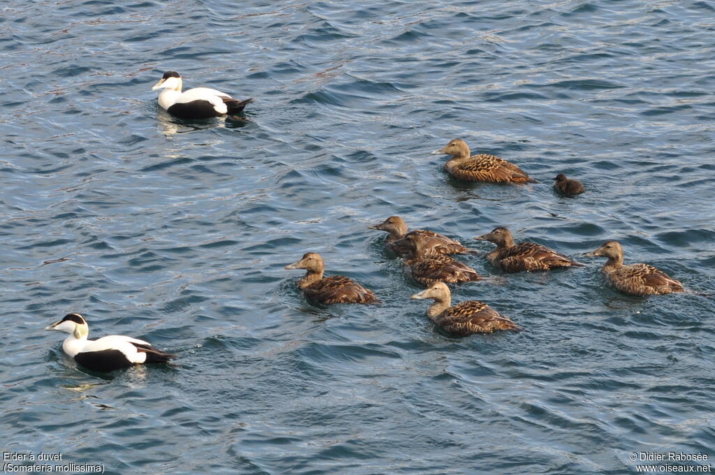 Eider à duvet