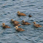 Common Eider