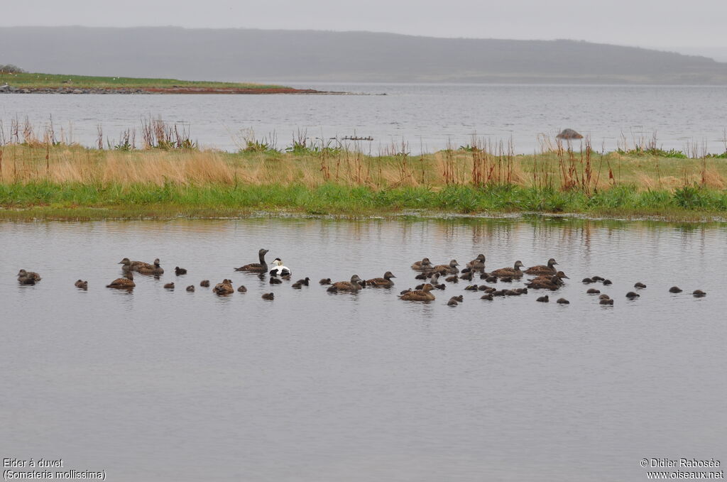 Common Eider, Reproduction-nesting