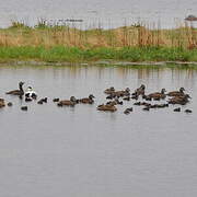 Common Eider