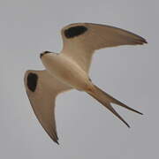 Scissor-tailed Kite