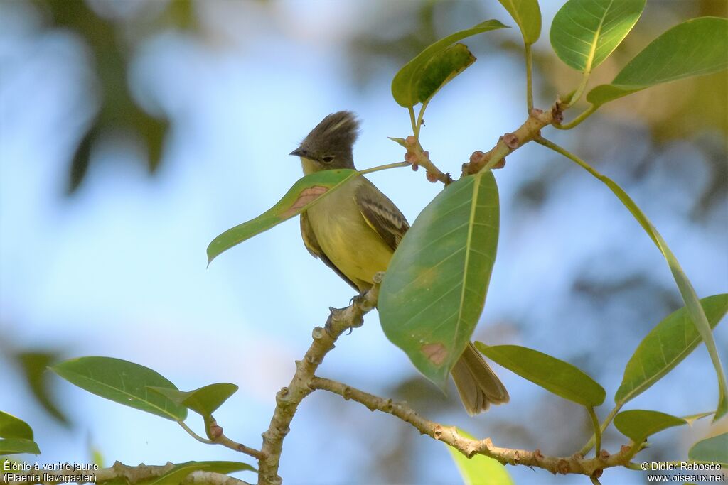 Yellow-bellied Elaenia