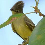 Yellow-bellied Elaenia