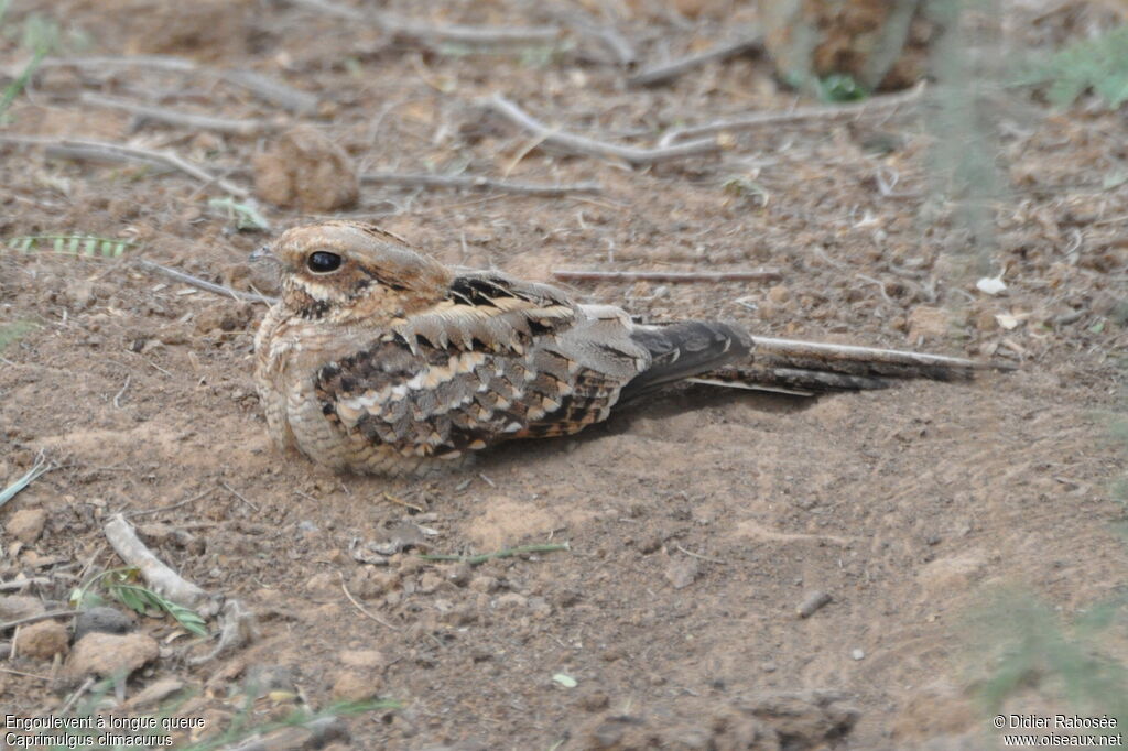 Long-tailed Nightjar