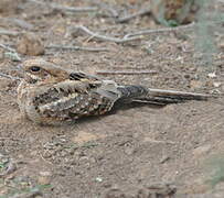 Long-tailed Nightjar