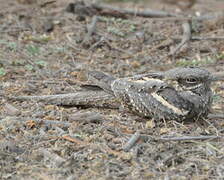 Long-tailed Nightjar