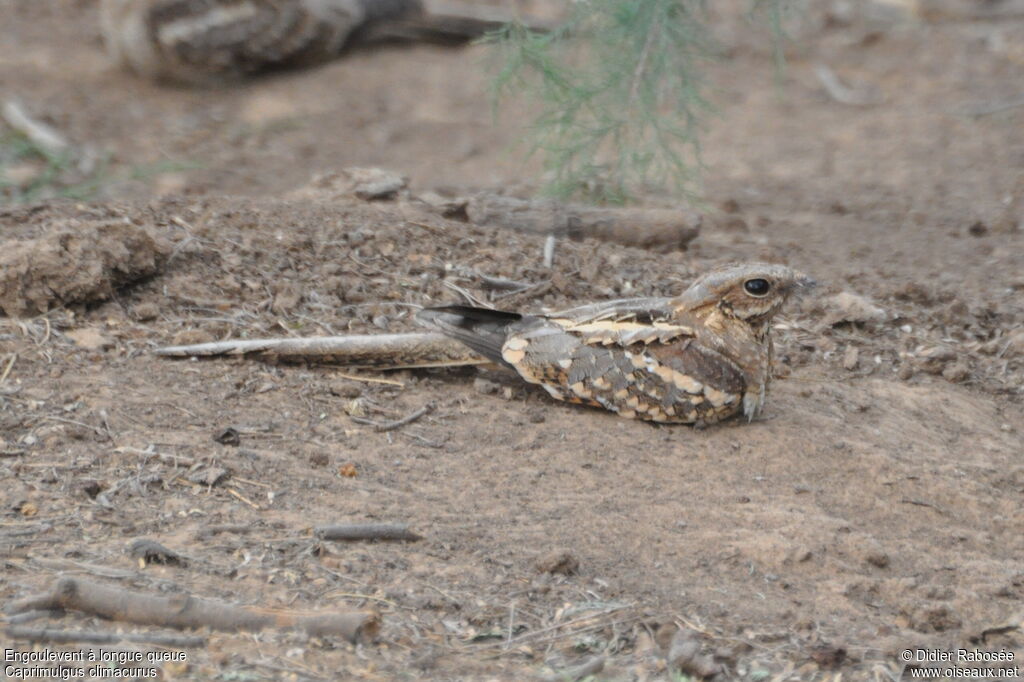 Long-tailed Nightjar