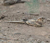 Long-tailed Nightjar