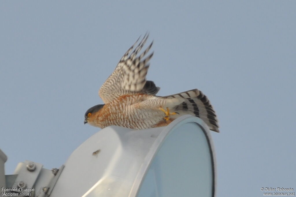 Eurasian Sparrowhawk male