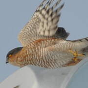 Eurasian Sparrowhawk