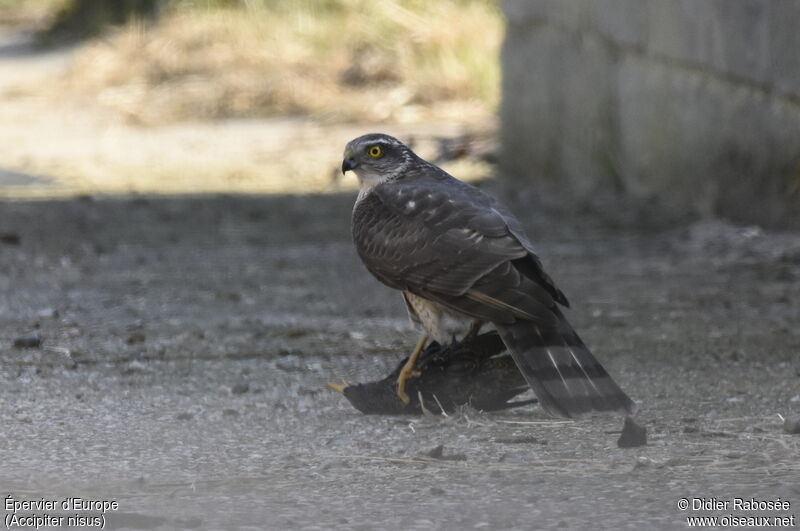 Eurasian Sparrowhawk female First year, eats