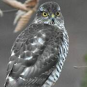 Eurasian Sparrowhawk