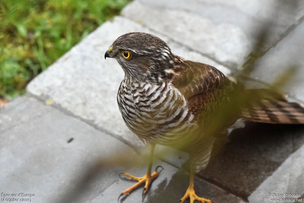 Eurasian SparrowhawkFirst year