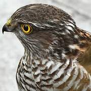 Eurasian Sparrowhawk