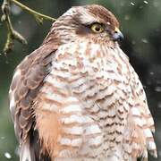 Eurasian Sparrowhawk