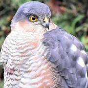 Eurasian Sparrowhawk