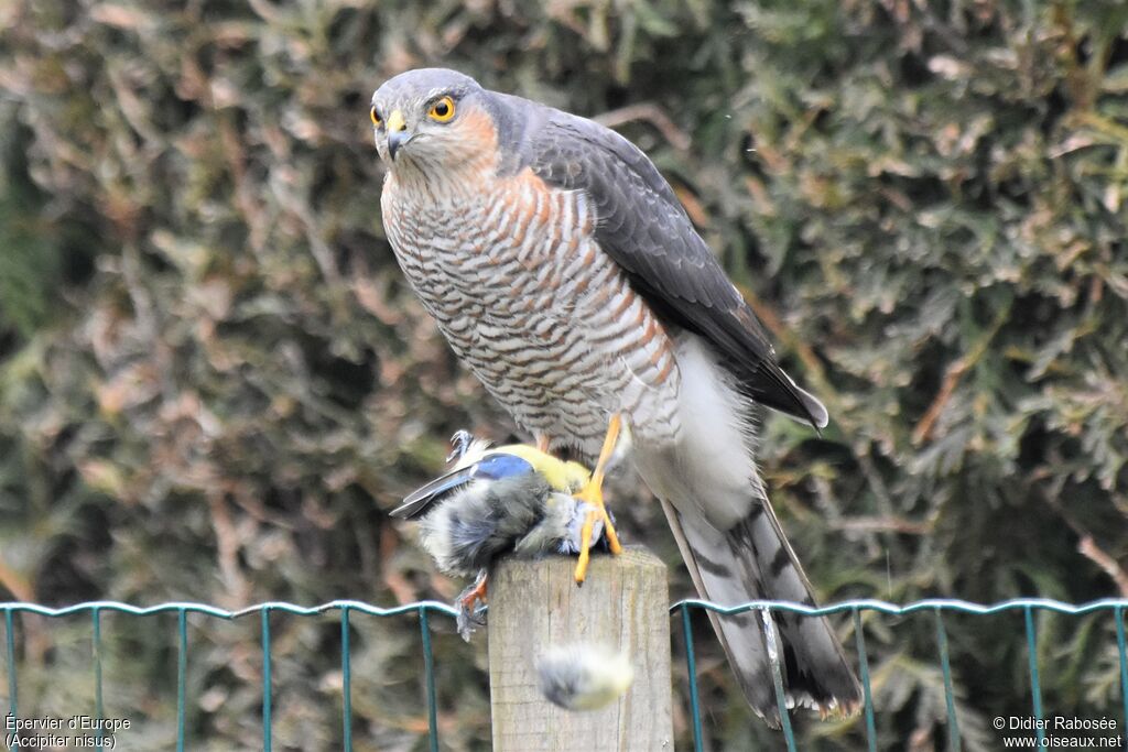 Eurasian Sparrowhawk male adult, fishing/hunting