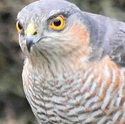 Eurasian Sparrowhawk