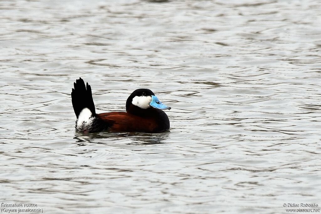 Ruddy Duck male