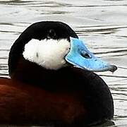 Ruddy Duck