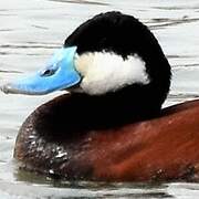 Ruddy Duck