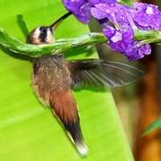 Long-billed Hermit