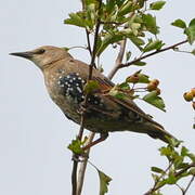 Common Starling