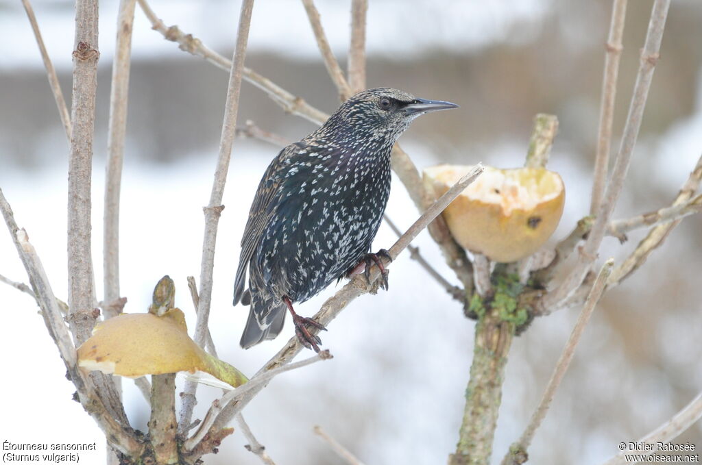 Common Starling