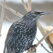 Common Starling