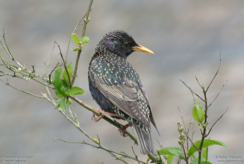 Common Starling