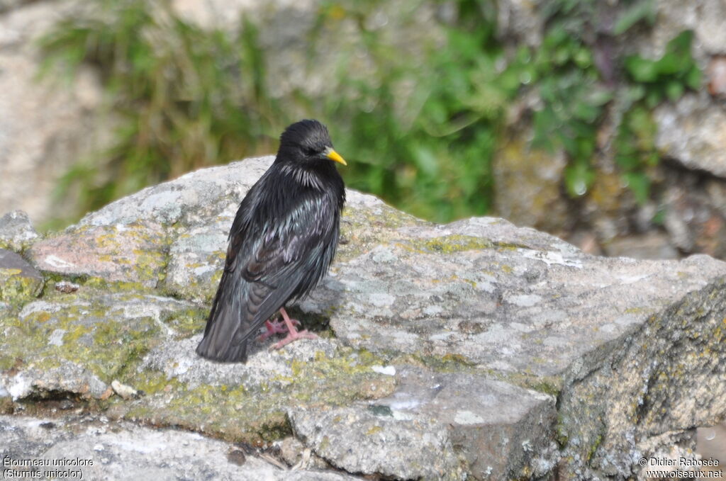 Spotless Starling