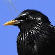 Spotless Starling