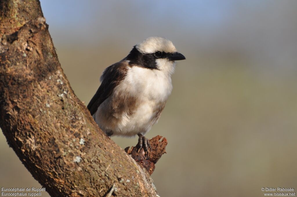 Northern White-crowned Shrike