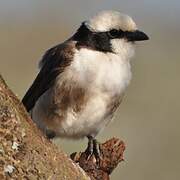 Northern White-crowned Shrike