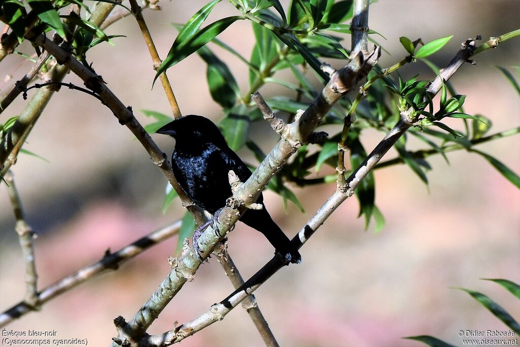 Blue-black Grosbeak