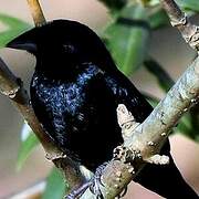 Blue-black Grosbeak