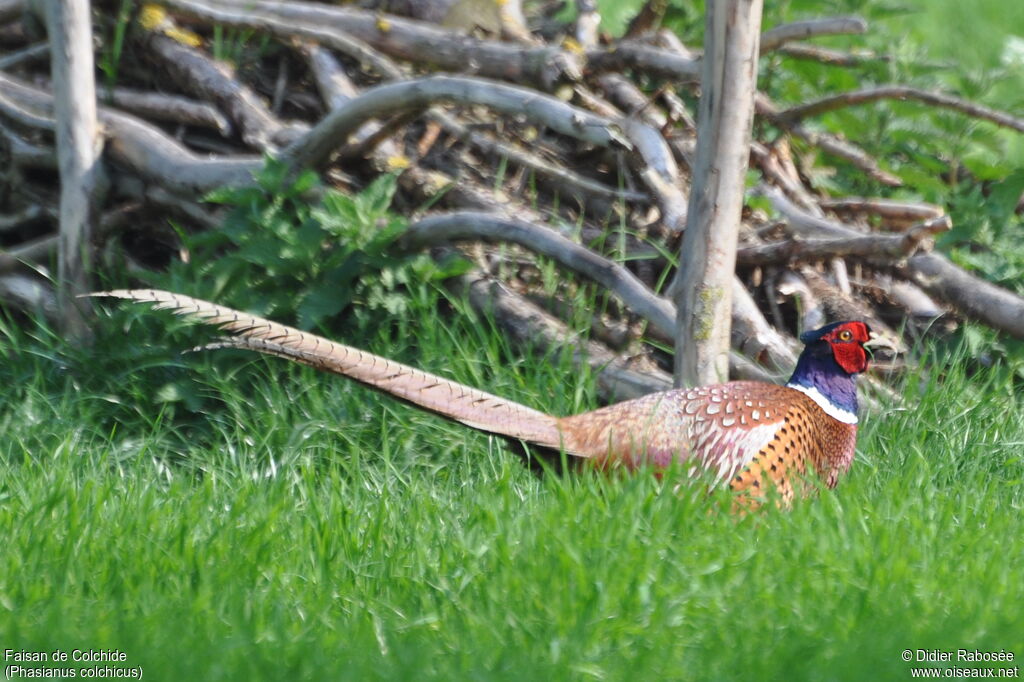 Common Pheasant male