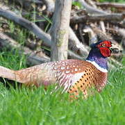 Common Pheasant