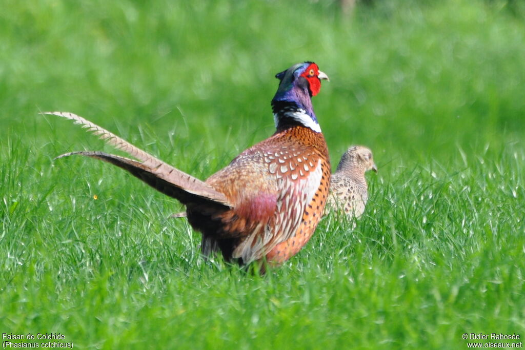 Common Pheasant 